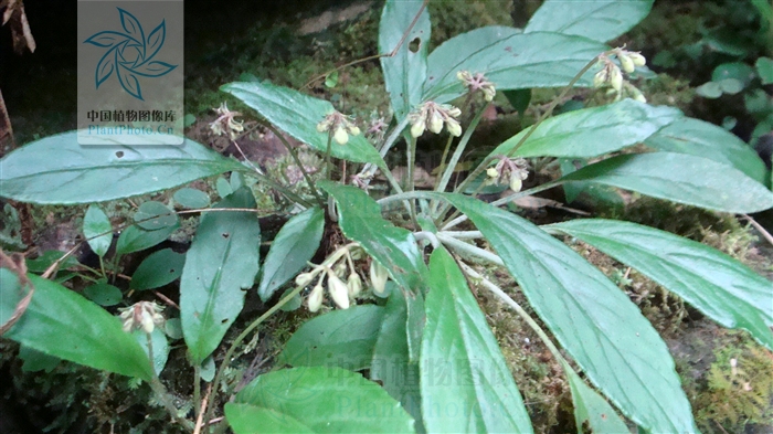  p>多年生草本,具根状茎.叶均基生,具柄,长圆形,具羽状脉.