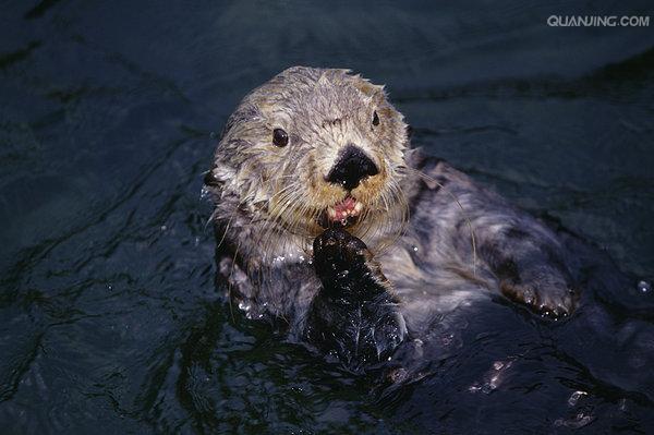  p>水獭(学名: i>lutra lutra /i>)为鼬科,水獭属动物.