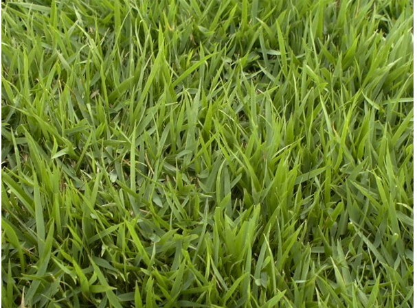  p>沟叶结缕草(学名: i>zoysia matrella  /i>(l. ) merr.
