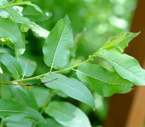  p>大黄柳(学名: i>salix raddeana /i> laksch)是杨柳科,柳属 a href