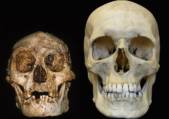 homo floresiensis