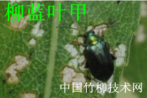 lemmaid="23658627">竹柳柳圆叶甲 /a>,是竹柳树上最常见的一种害虫