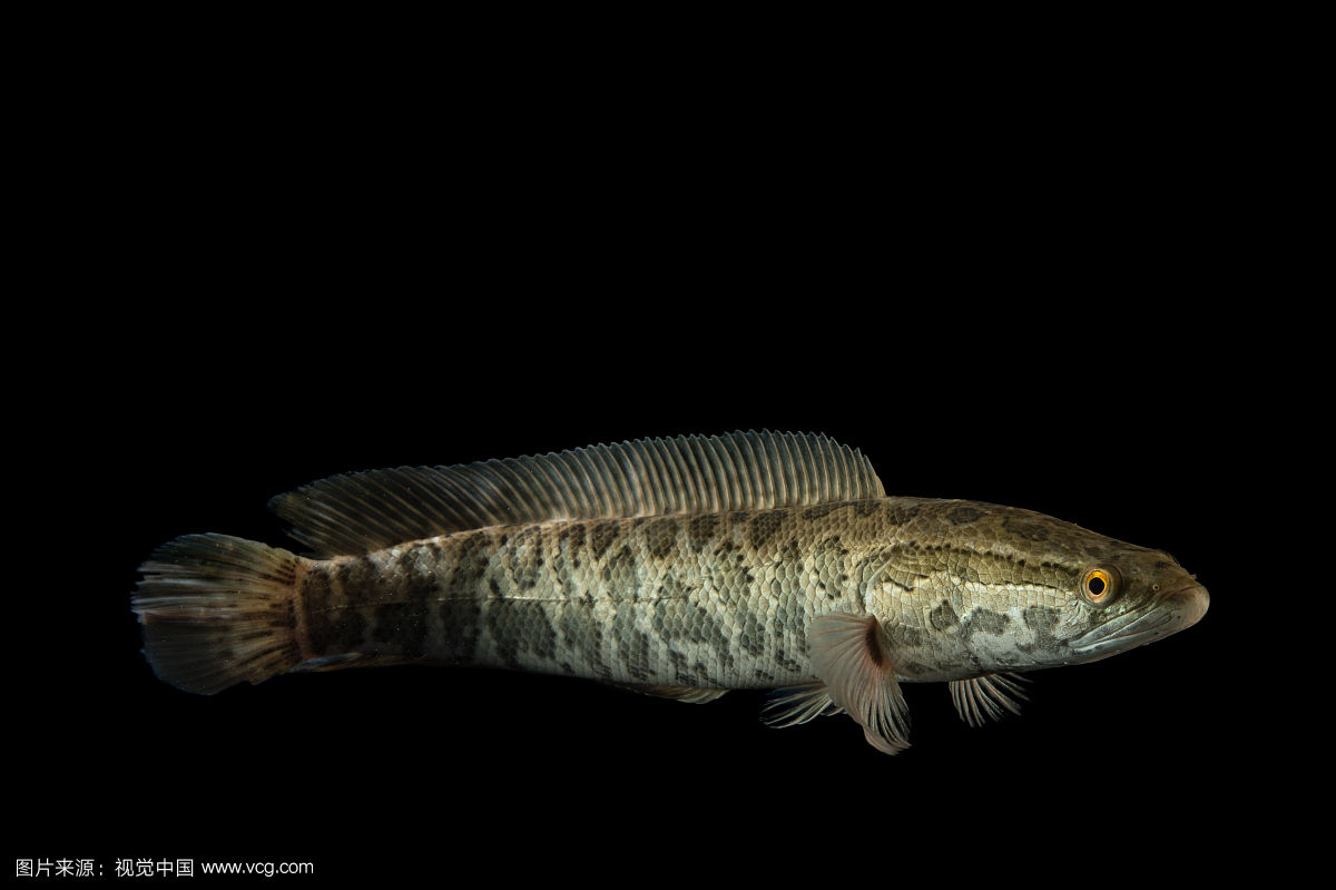  p>鱼类,是最古老的 a href="#" data-lemmaid="339363">脊椎动物 /a>