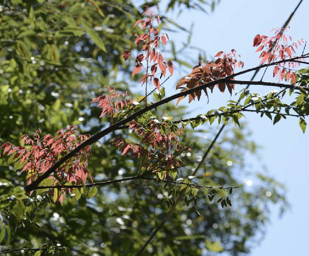  p>小叶红叶藤(学名: i>rourea microphylla /i> (hook. et arn.