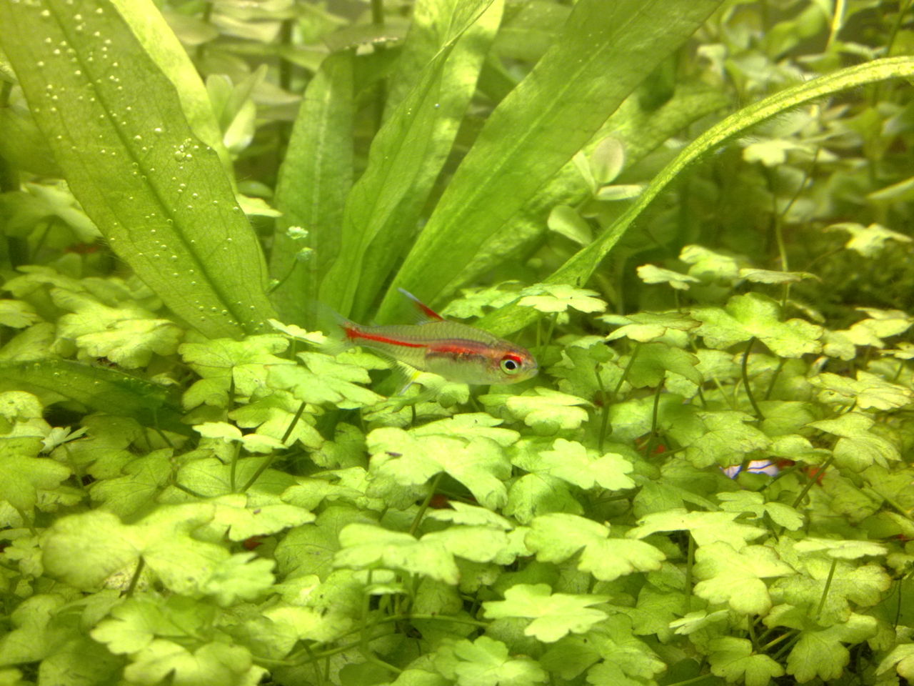  p>名字  一线长红灯 /p> p>别名 红灯管 /p> p>地理分布 苏门答腊