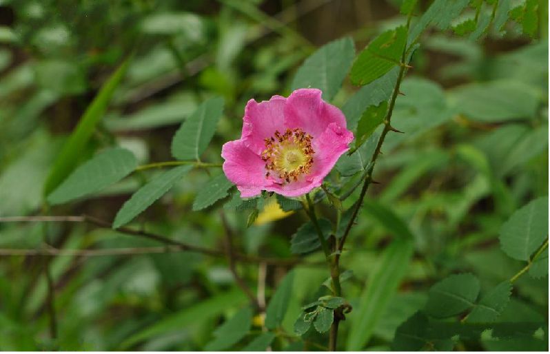  p>刺蔷薇(学名: i>rosa acicularis /i> lindl.