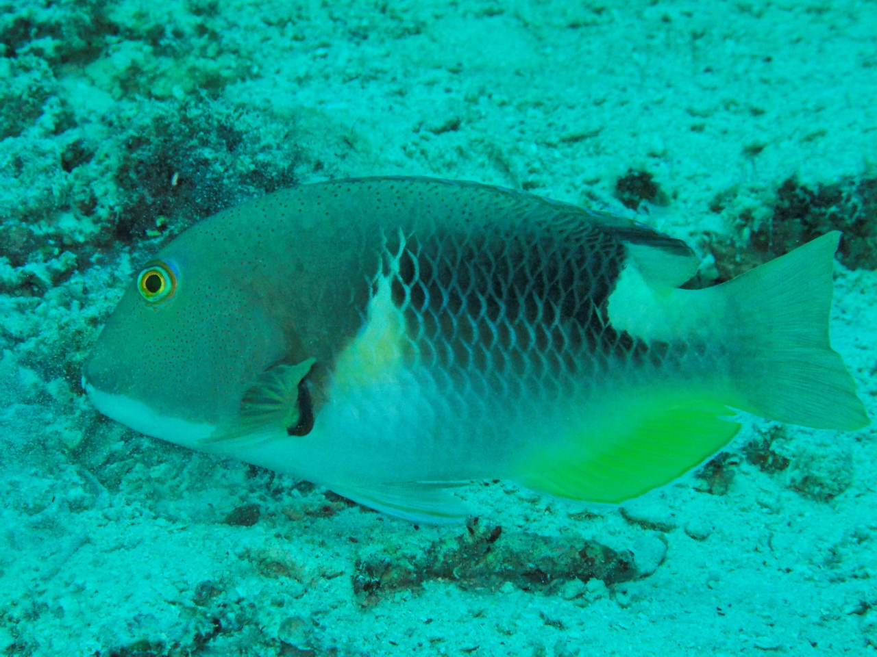  p>隆头鱼亚目( a href="#" data-lemmaid="8074290">学名 /a>:labroi