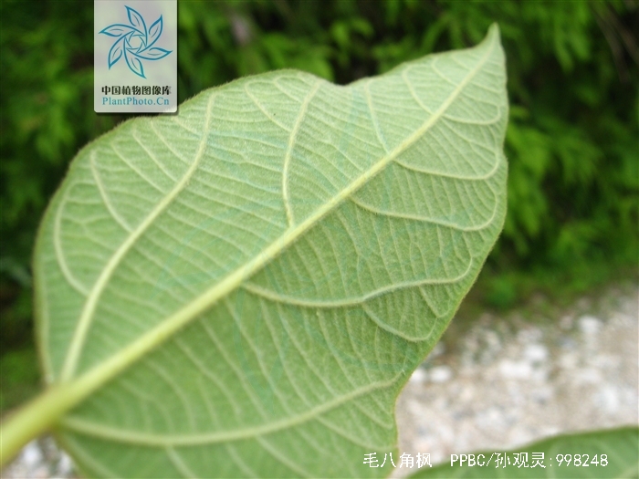 为八角枫科八角枫属植物毛八角枫 i>alangium kurzii /i> craib的侧根