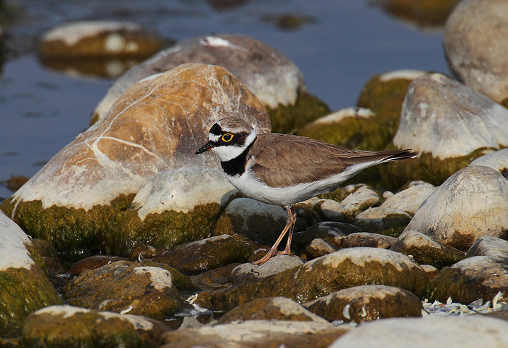 charadrius dubius dubius