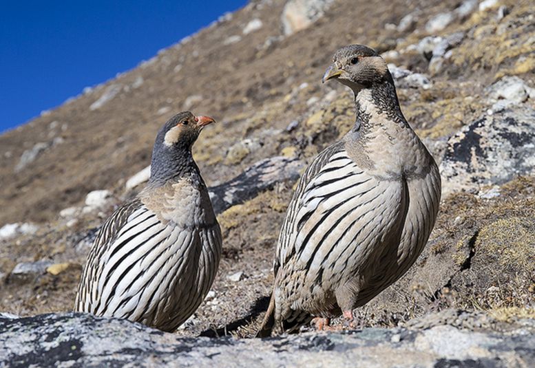  p>暗腹雪鸡(学名: i>tetraogallus himalayensis /i>):是 a target="