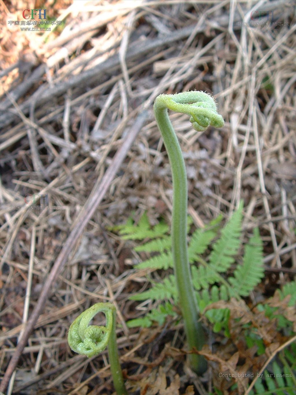 蕨根