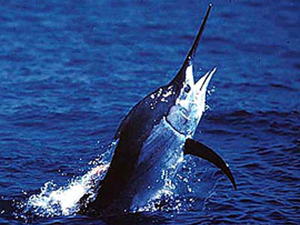 印度枪鱼
