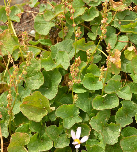  p>山蓼,中药名.为蓼科山蓼属植物山蓼 i>oxyria digyna /i>(l.)hill.