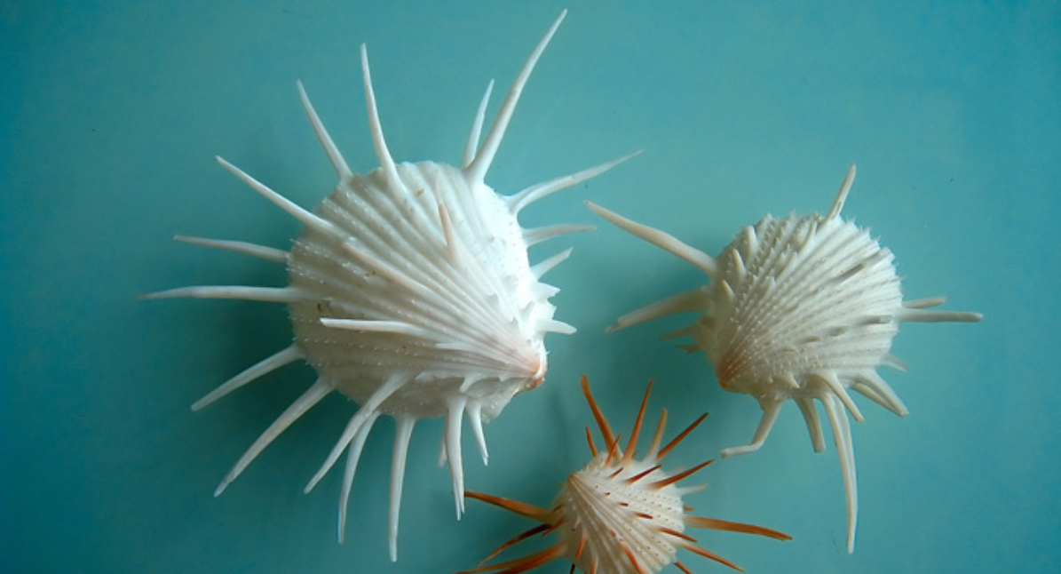  p>海菊蛤是一种 a href="#">壳 /a>大而凸,呈球形, a href="#" data