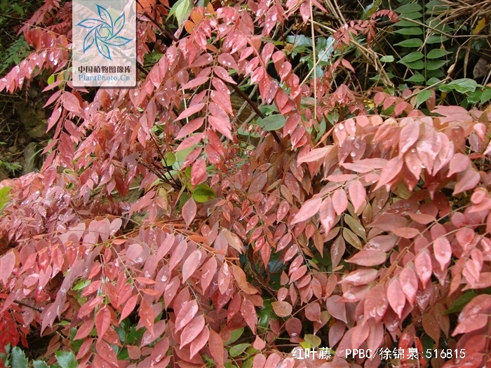 红叶藤