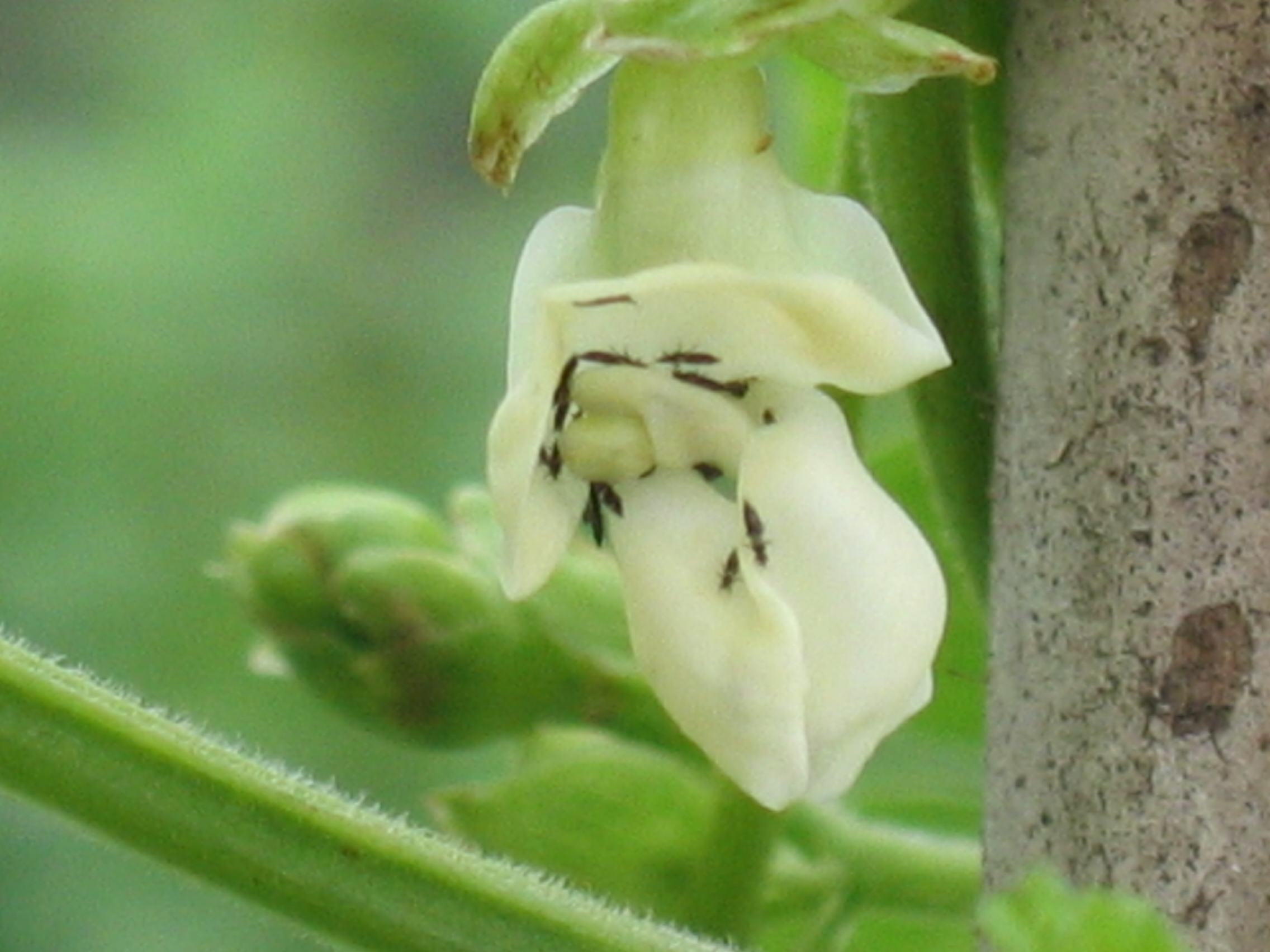  p>花蓟马是属于 a href="#" data-lemmaid="5078230">缨翅目 /a>蓟马