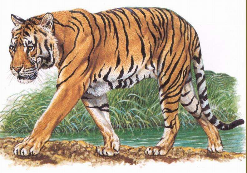  i>corbetti /i>):简称印支虎.