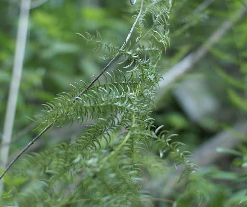  p>羊齿天门冬 i>(学名:asparagus filicinus  /i>ham. ex d.