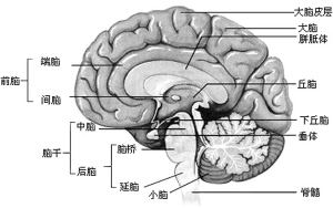 9u6p">垂体,位于<a target="