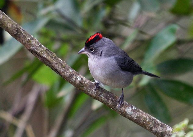  p>红顶雀, a href="#" data-lemmaid="3516708">脊索动物门 /a>, a