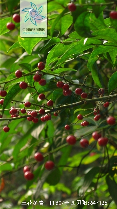 三花冬青