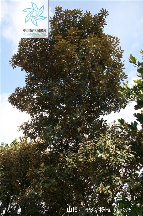 br.) pierre),是山榄科,山榄属植物,产广东海南,台湾. /p>