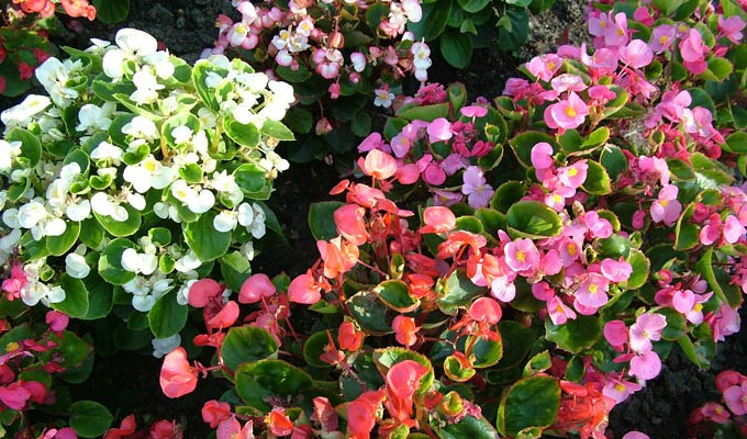  p>秋海棠科, a href="#" data-lemmaid="1787647">双子叶植物 /a>,有