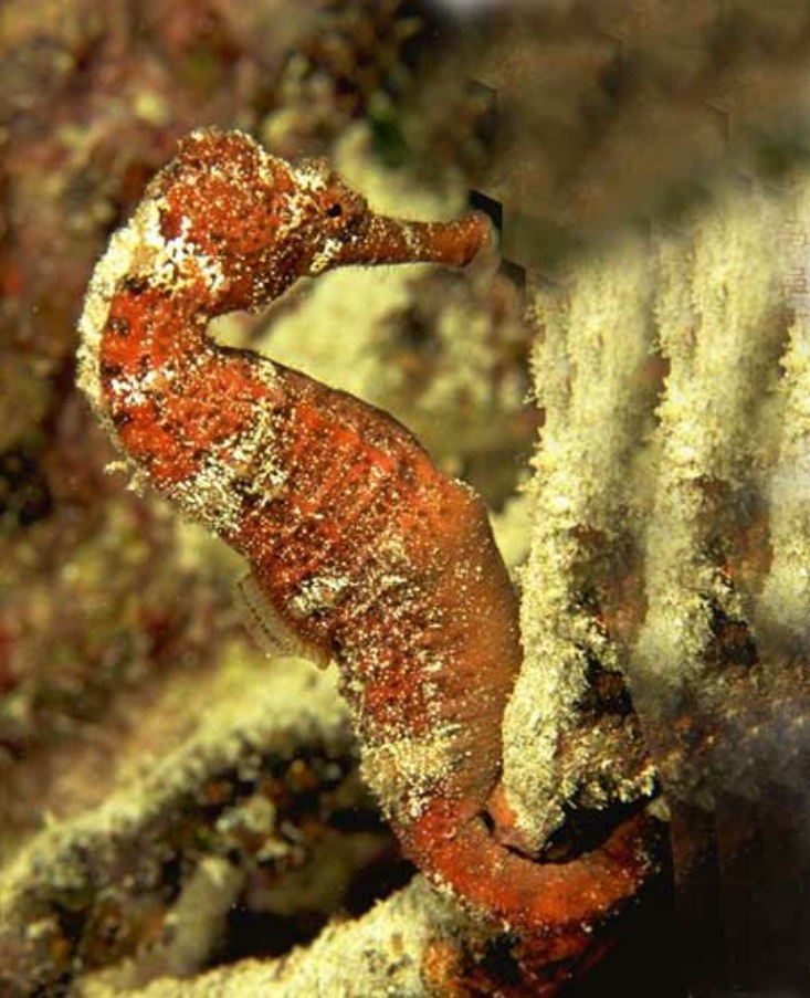  p>俗称"子鲚 ",又称"鲚鱼",属名贵的经济鱼类.