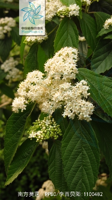 为忍冬科荚蒾属植物南方荚蒾 i>viburnum fordiae /i> hance的根,茎