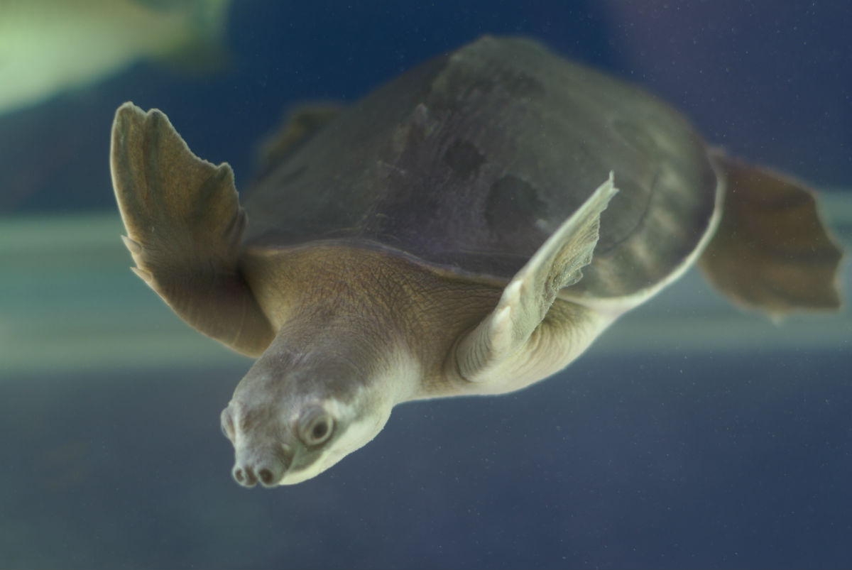  p> span class="ref" data-ctrid="sfrzvajw6khe">猪鼻龟(学名: 