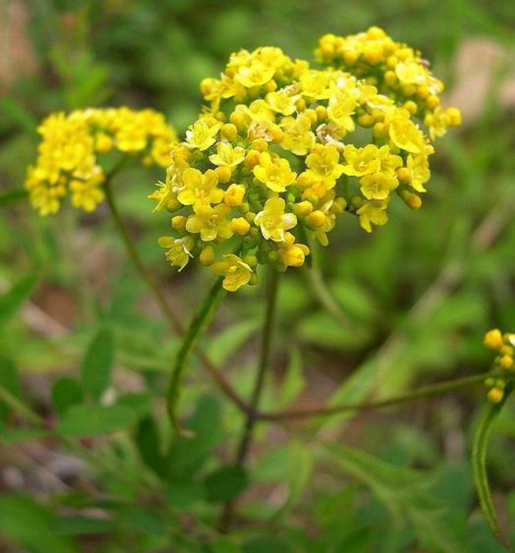  p>墓头回为败酱科植物糙叶败酱( i>patrinia rupestris  /i>(pall.