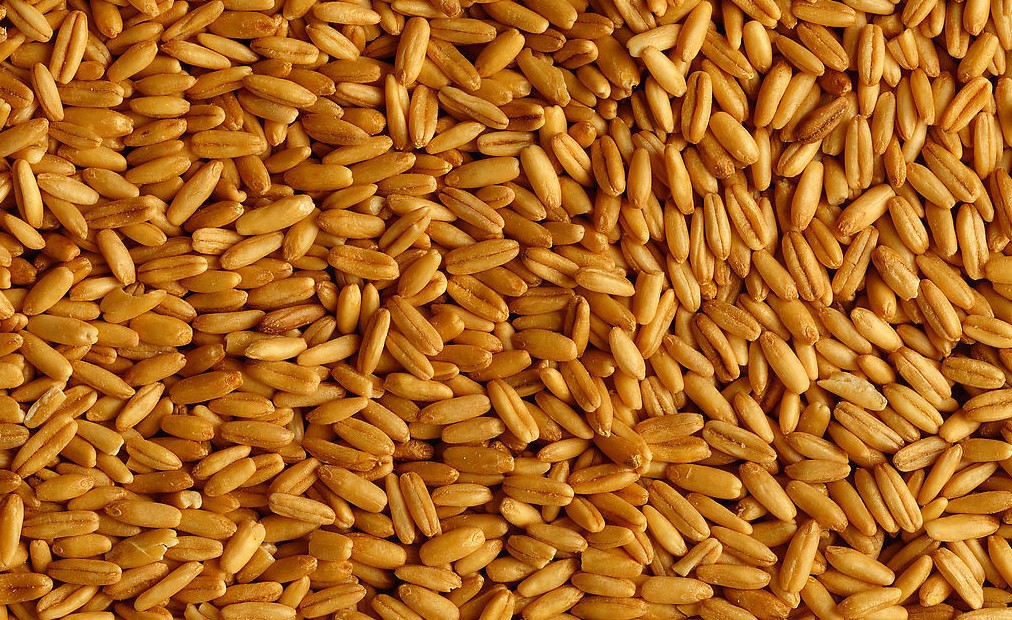 triticum monococcum l.