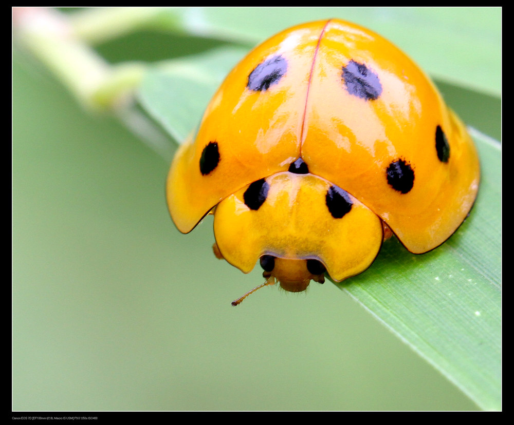 十二斑褐菌瓢虫
