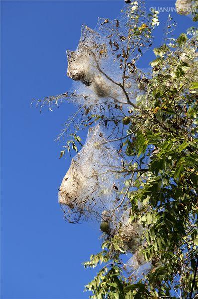  p>天幕毛虫, i>malacosoma neustria testacea /i> motsch,为 a href