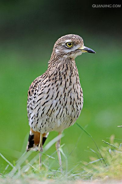  p>杓鹬属鸻亚目,鹬科,是一类体型中到大的海岸鸟.