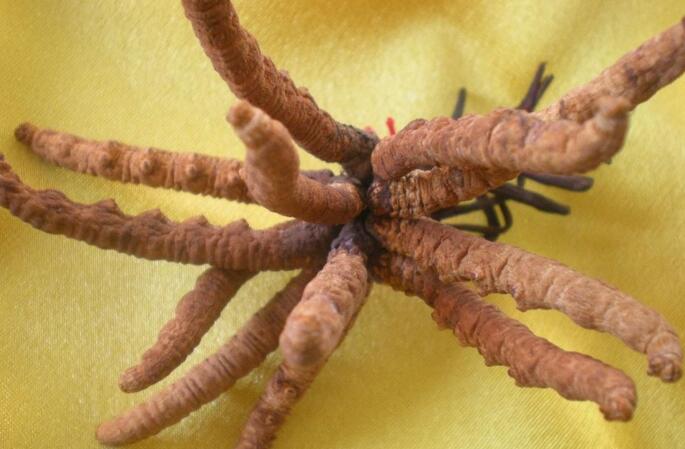  p data-id="gnx6gwjg3w">虫草蝙蝠蛾( i>hepialus armoricanus) /i>