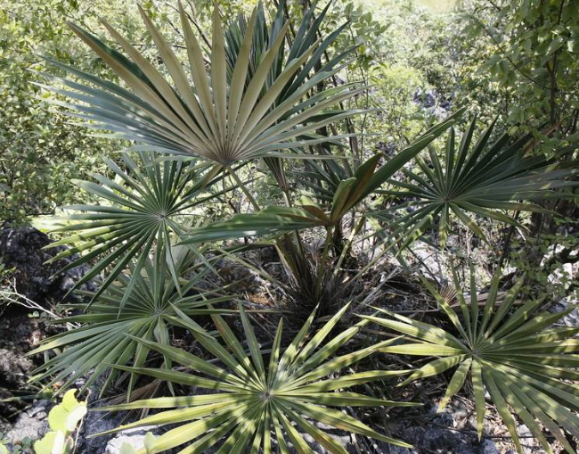  p>石山棕( i>guihaia argyrata /i> (s. k. lee et f. n. wei) s. k.