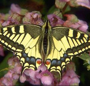 bhutanitis mansfieldi