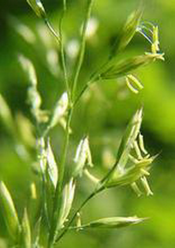  p>早熟禾(学名: i>poa annua /i> l.