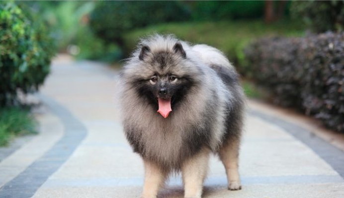 荷兰毛狮犬，适合作为你家的宠物犬吗？_百科TA说