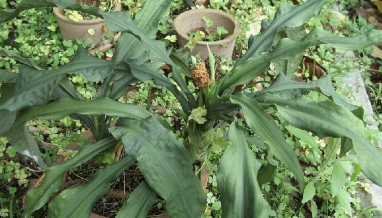  p>橙花开口箭 i>(学名:tupistra aurantiaca (baker) wall. ex hook.