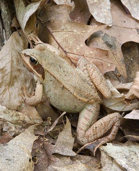  p>木蛙(学名: i>lithobates sylvaticus /i>):体长35-76毫米,体重7.