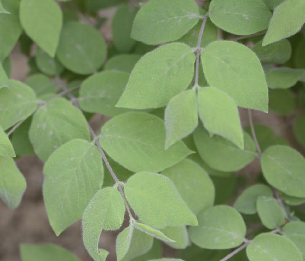  p>早花忍冬(学名: i>lonicera praeflorens  /i>batal.