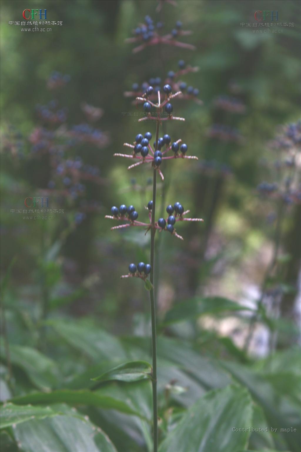  p>川杜若腊叶标本,该标本采集自重庆金佛山国家级自然保护区,采集