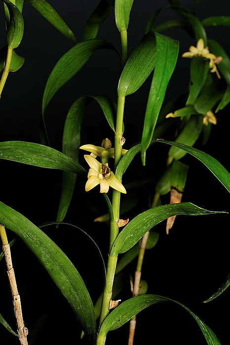  p>根状茎匍匐,粗4～6毫米,具长5～10毫米的节间,每相距7个节间发出1