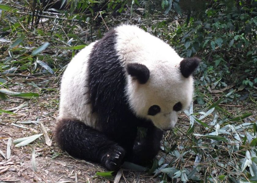 大熊猫