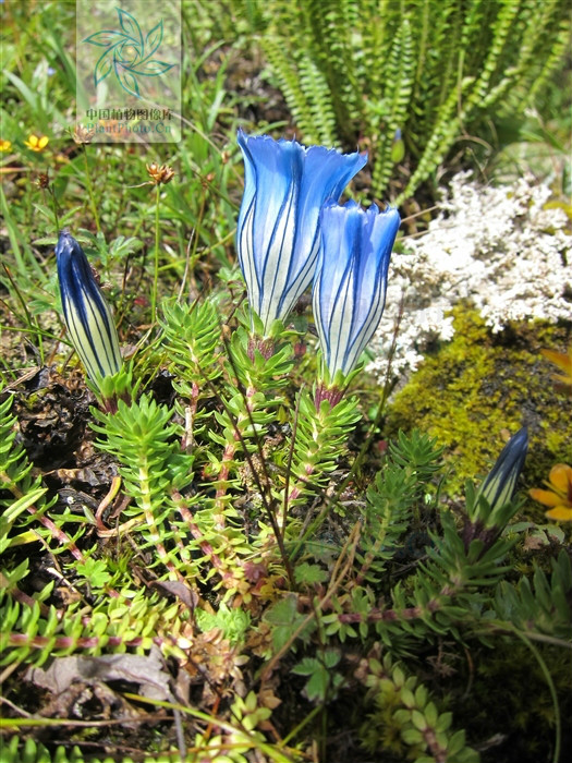 gentiana arethusae var. delicatula