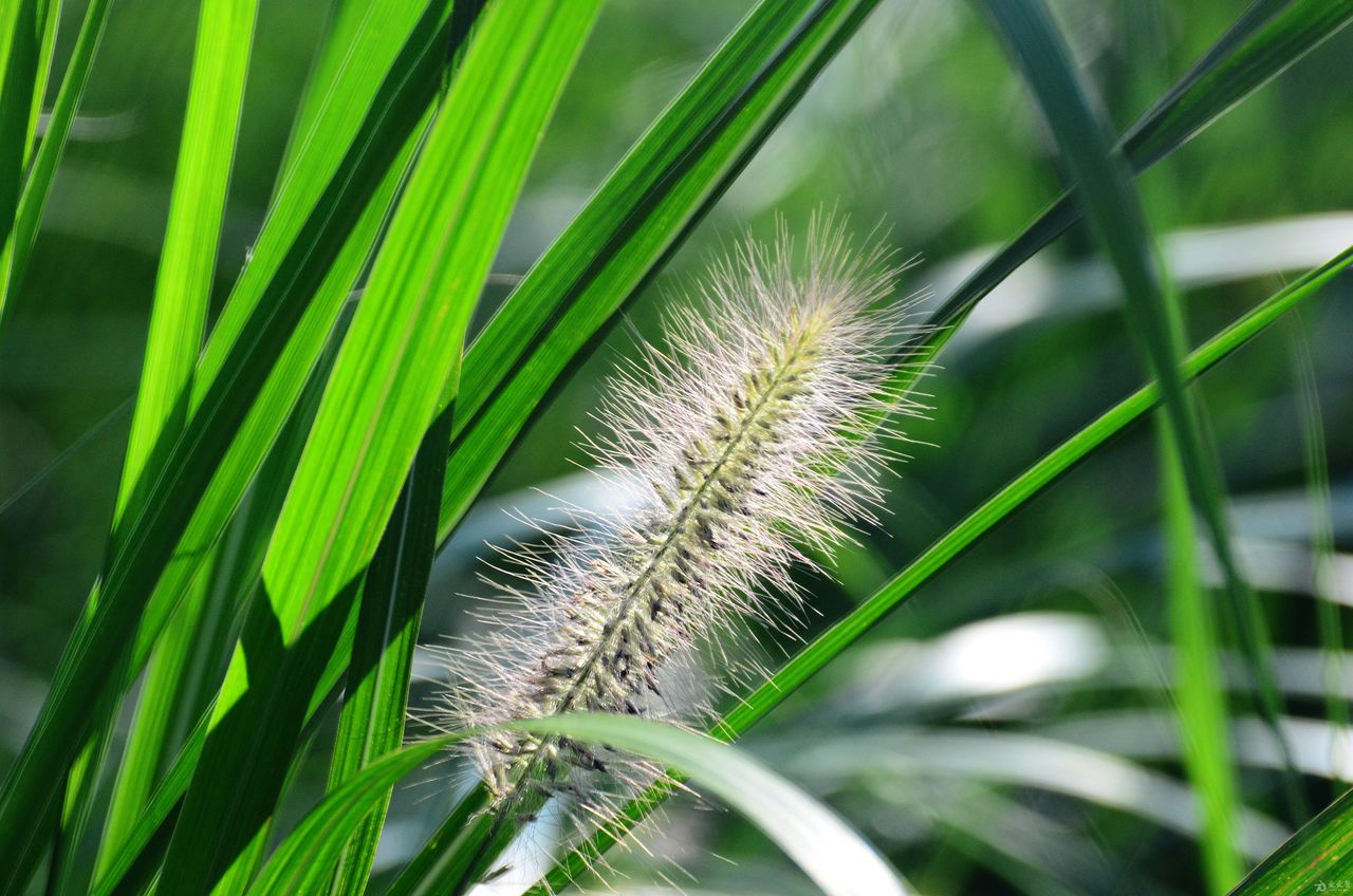  p>断穗狗尾草(学名:setaria arenaria kitag.