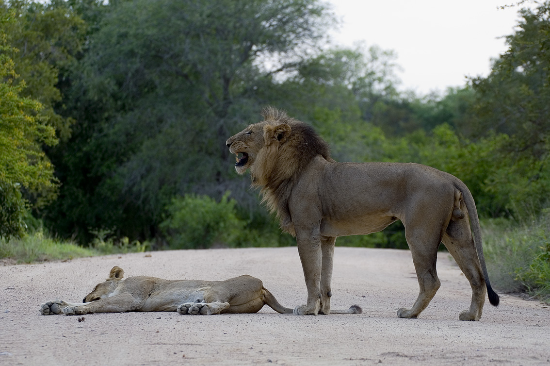  p>开普狮( a href="#" data-lemmaid="807429