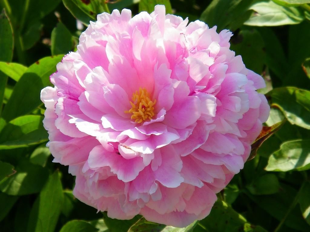  p>多花芍药(学名: i>paeonia emodi  wall.
